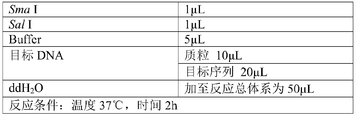 Recombinant corynebacterium glutamicum, construction method thereof and method for producing tetrahydropyrimidine by same