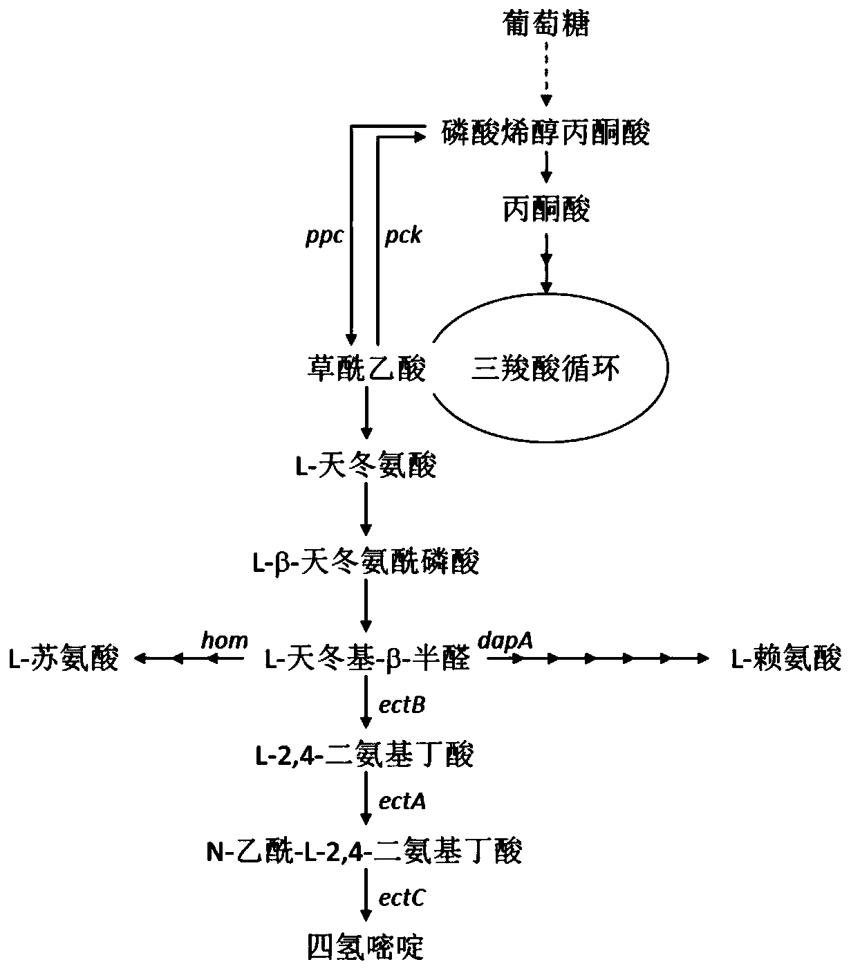 Recombinant corynebacterium glutamicum, construction method thereof and method for producing tetrahydropyrimidine by same