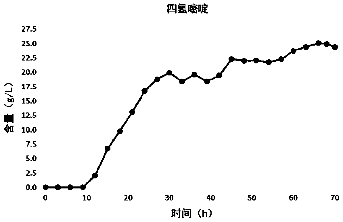 Recombinant corynebacterium glutamicum, construction method thereof and method for producing tetrahydropyrimidine by same