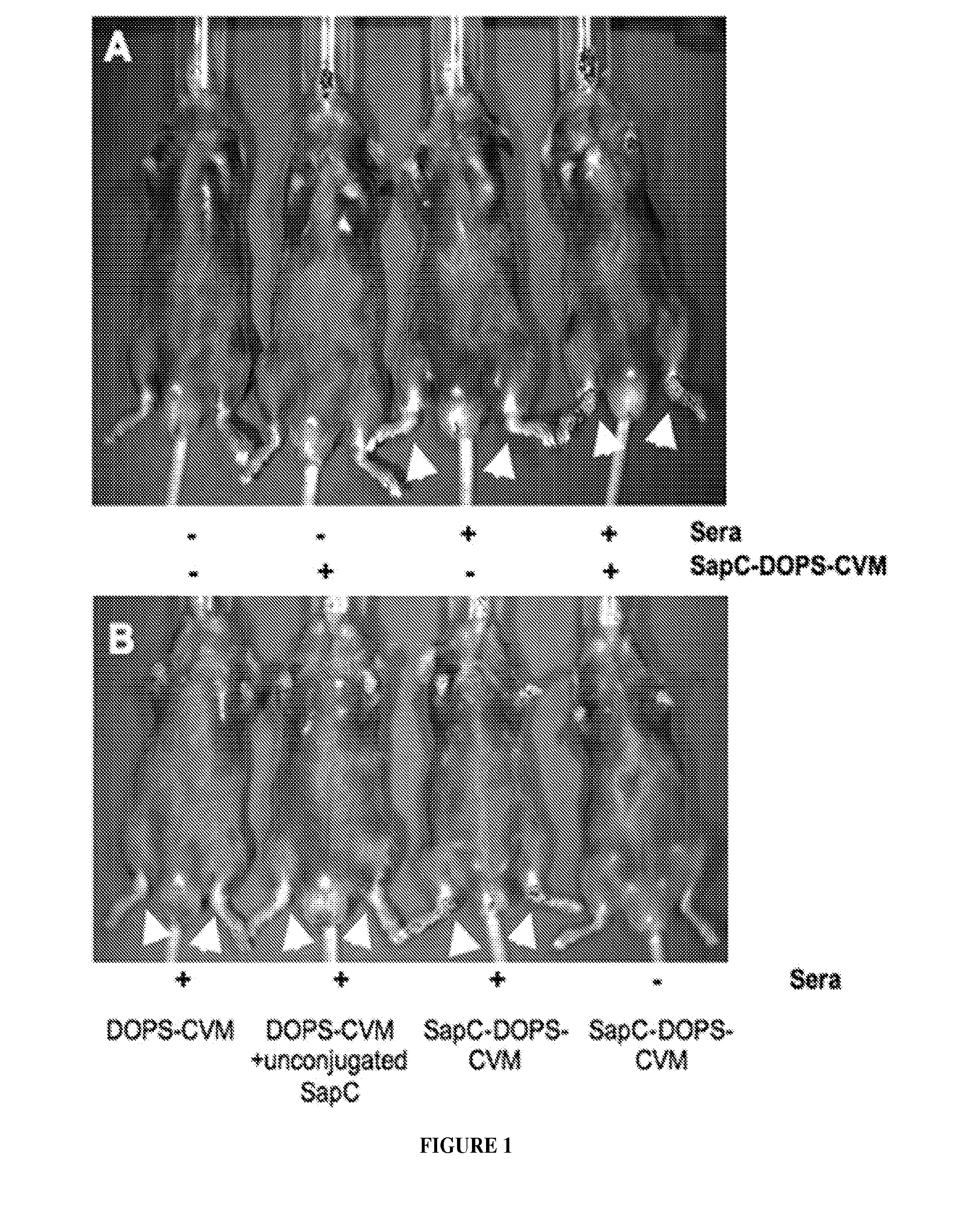 Method for imaging a site of arthritis in an animal