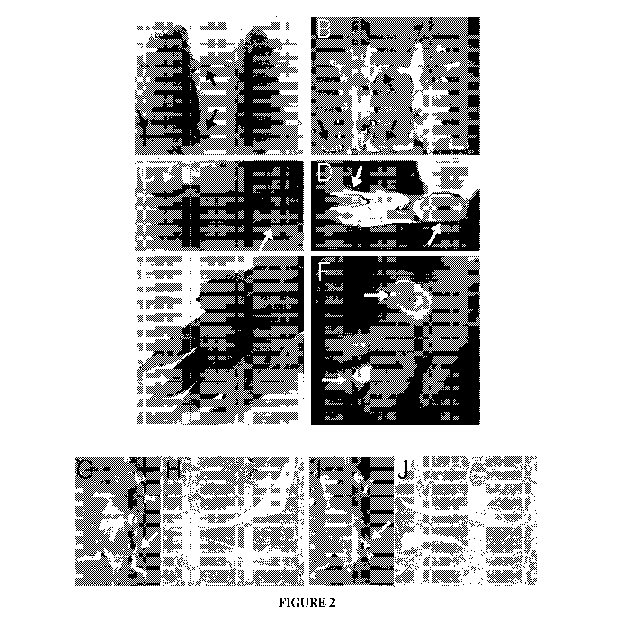 Method for imaging a site of arthritis in an animal