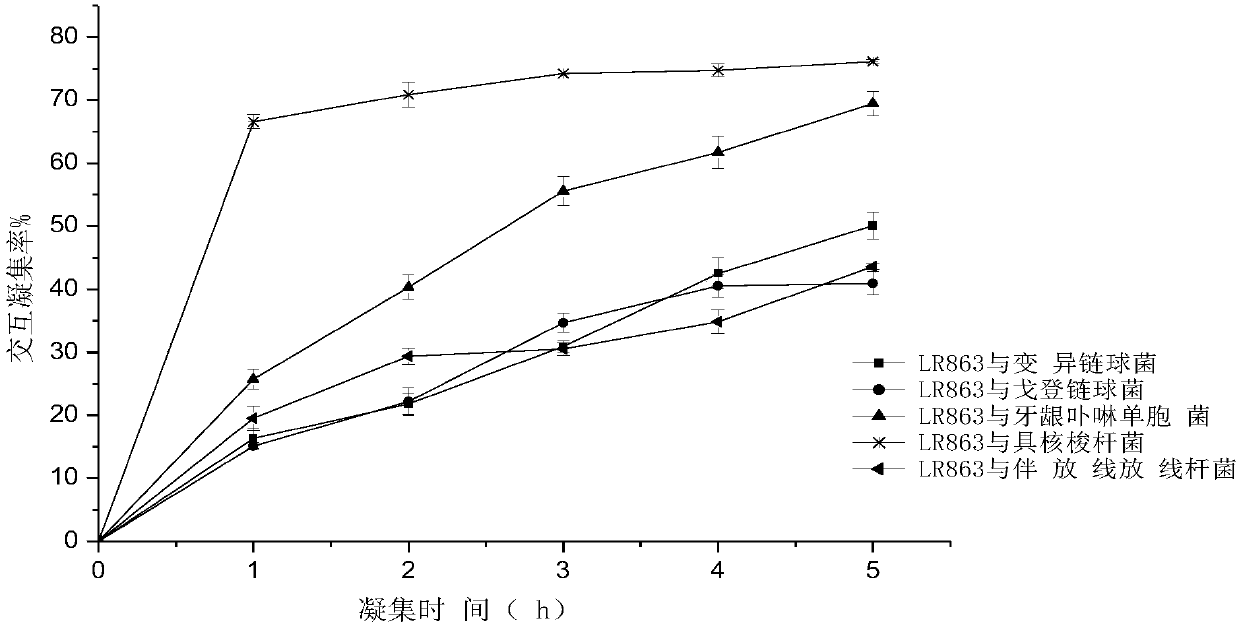 Lactobacillus rhamnosus, lactobacillus rhamnosus preparation and application thereof