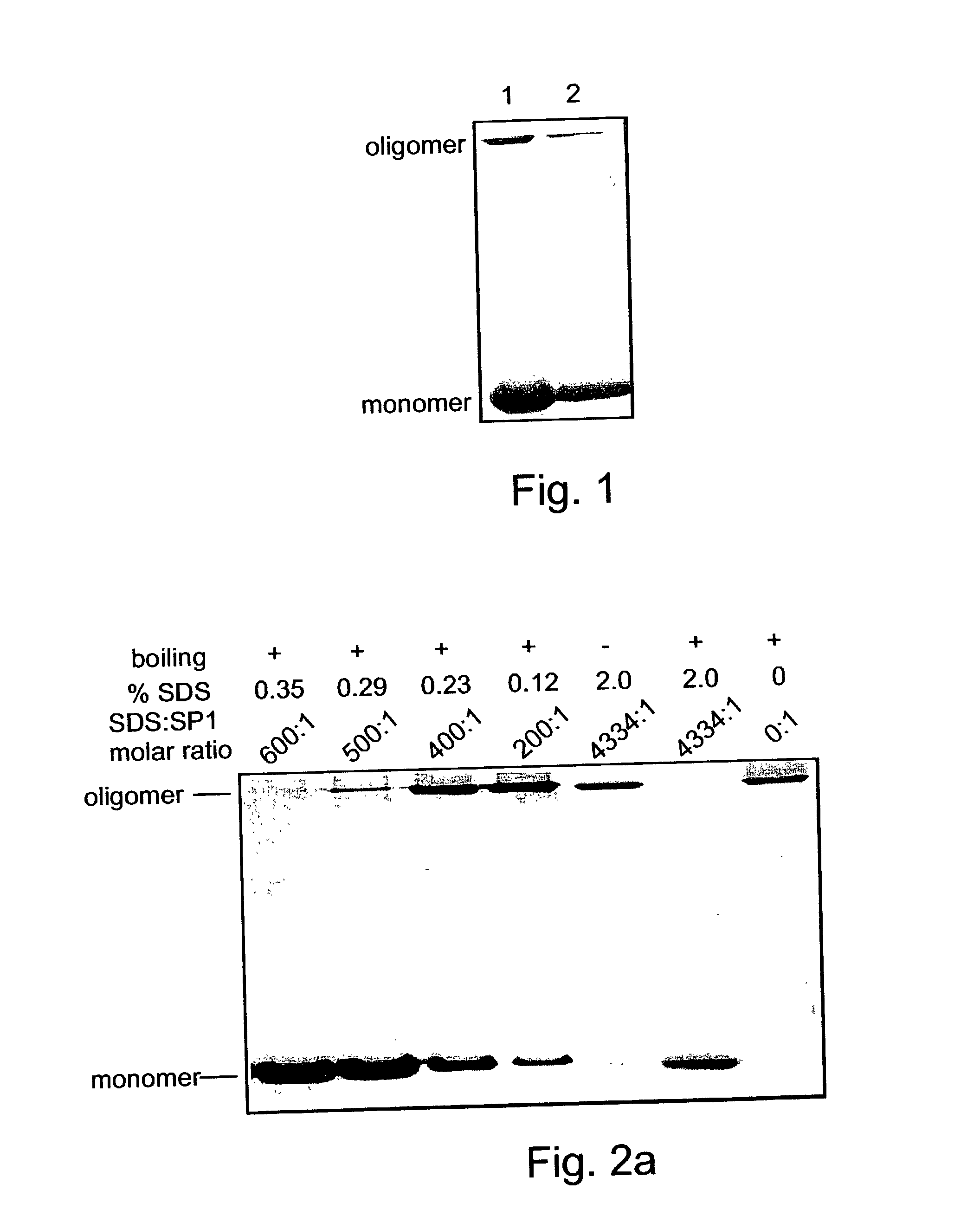 Denaturat stable and/or protease resistant, chaperone-like oligomeric proteins, polynucleotides encoding same, their uses and methods of increasing a specific activity thereof