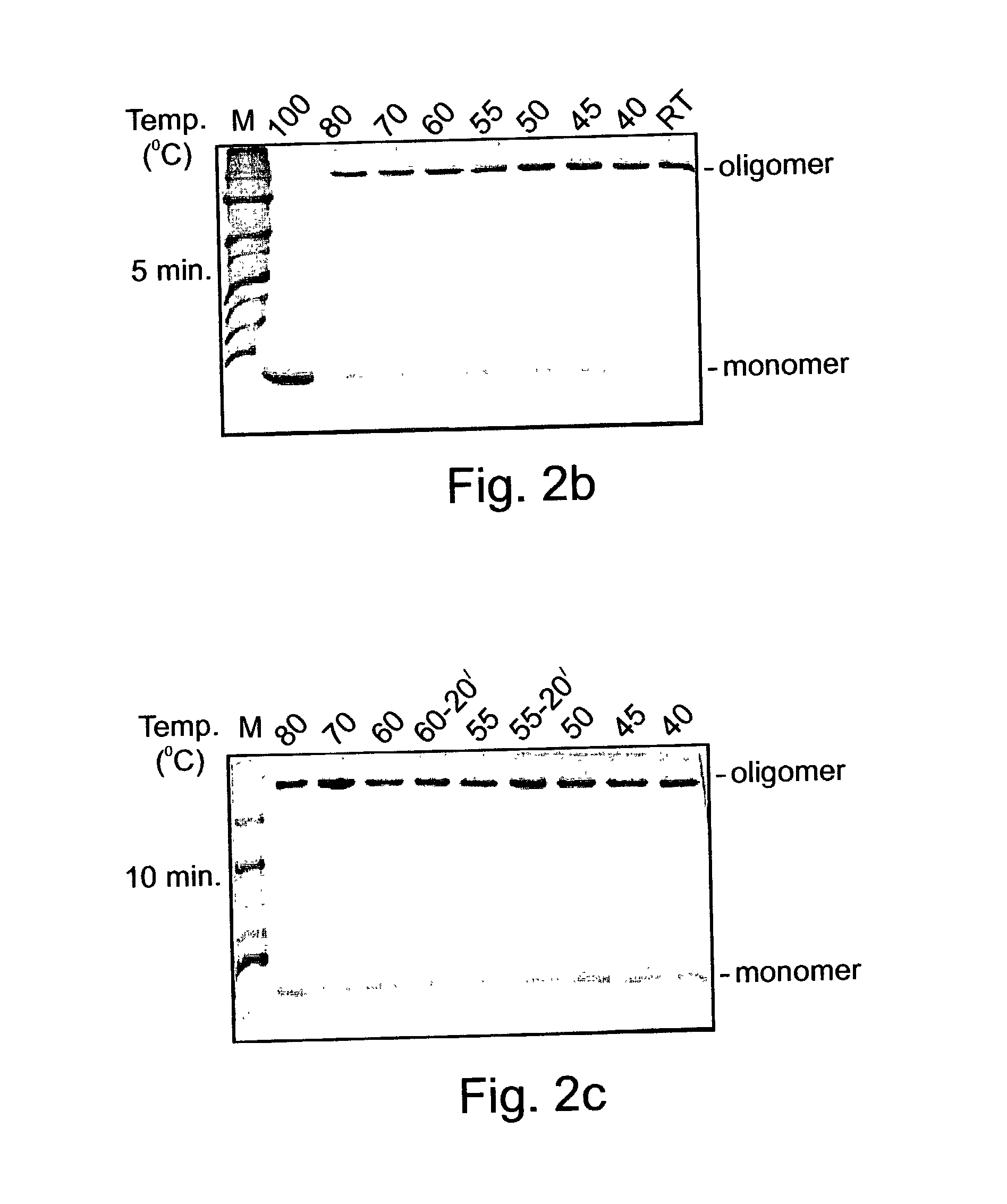 Denaturat stable and/or protease resistant, chaperone-like oligomeric proteins, polynucleotides encoding same, their uses and methods of increasing a specific activity thereof