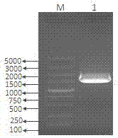 Preparation method of varicella-zoster virus glycoprotein E extracellular domain protein