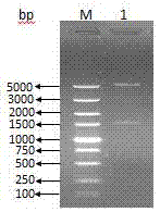 Preparation method of varicella-zoster virus glycoprotein E extracellular domain protein