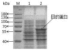 Preparation method of varicella-zoster virus glycoprotein E extracellular domain protein