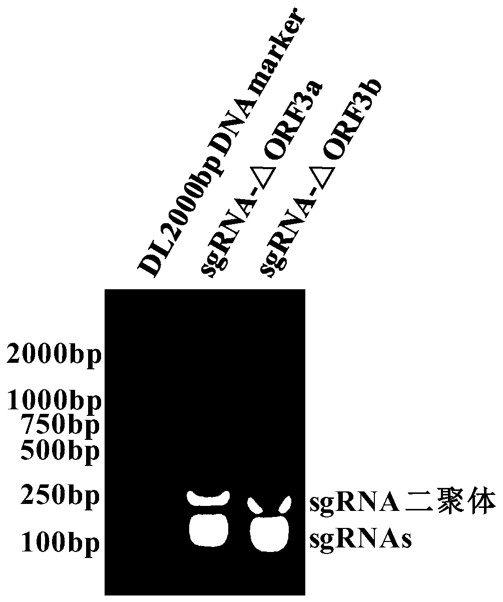 Method for efficiently and rapidly constructing porcine intestinal coronavirus recombinant virus