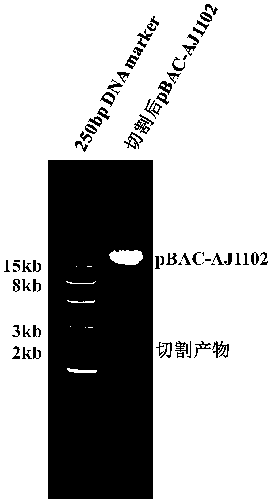 Method for efficiently and rapidly constructing porcine intestinal coronavirus recombinant virus