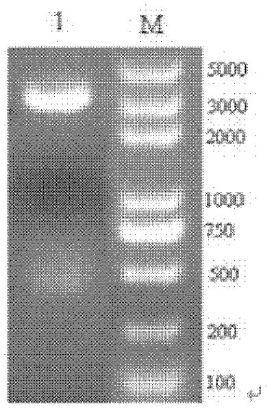 Insecticidal Bt (Bacillus thuringiensis) protein Cry8Qa1, coding gene thereof and application thereof