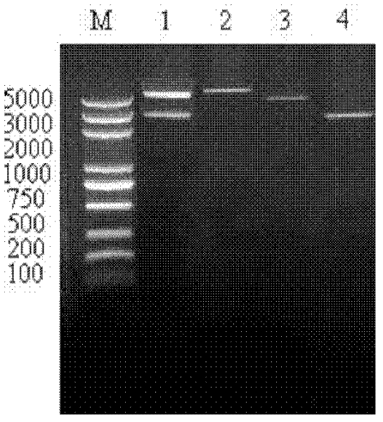 Insecticidal Bt (Bacillus thuringiensis) protein Cry8Qa1, coding gene thereof and application thereof