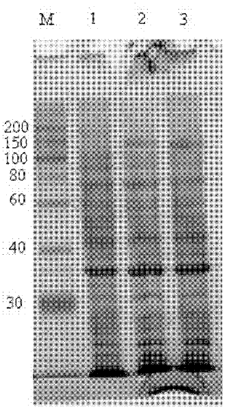 Insecticidal Bt (Bacillus thuringiensis) protein Cry8Qa1, coding gene thereof and application thereof