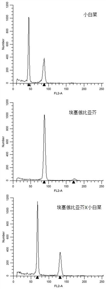 Molecular markers for identification of a02 and c02 chromosome segregation in hybrids between Chinese cabbage and Ethiopian mustard and their progeny