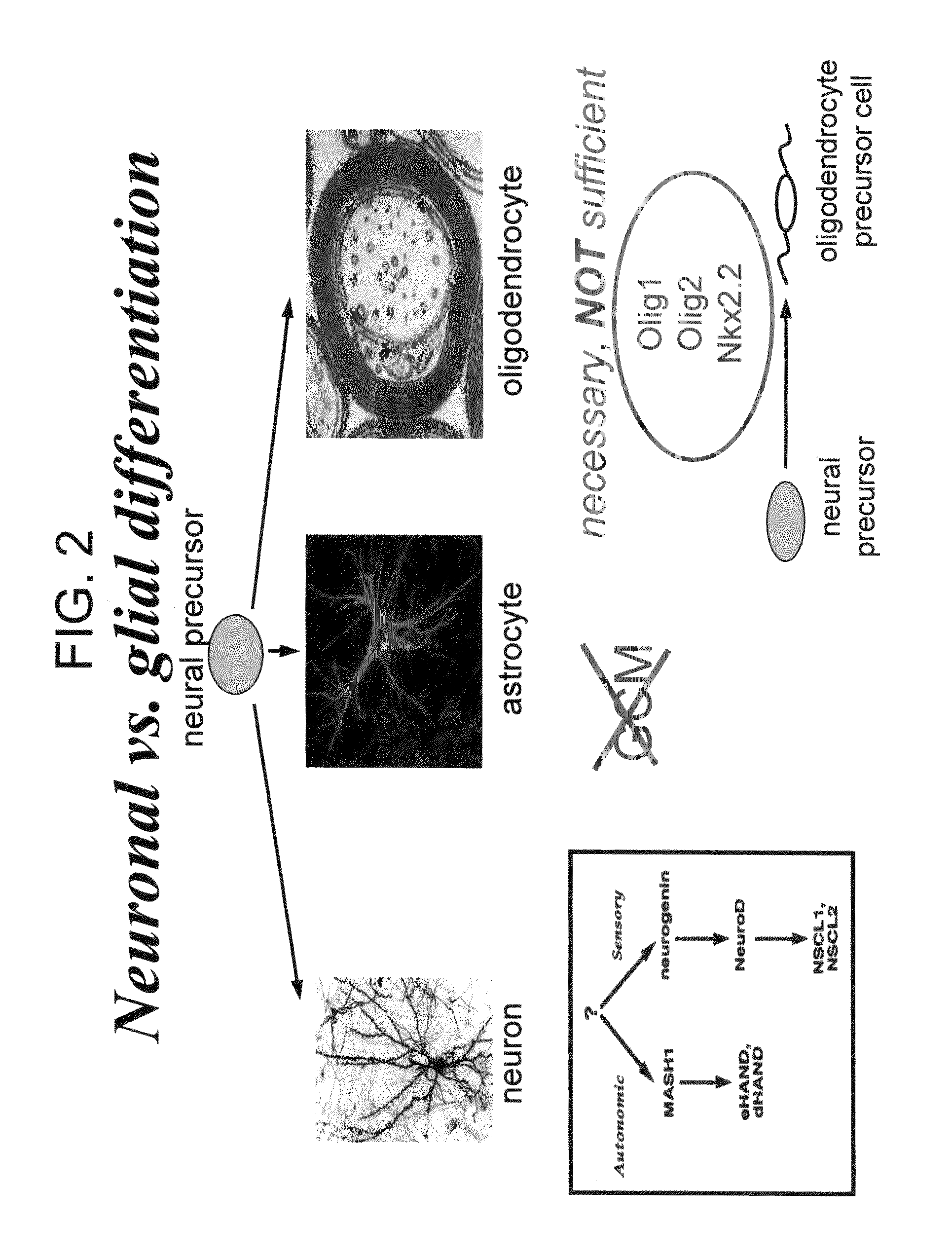 Cell cycle regulation and differentiation