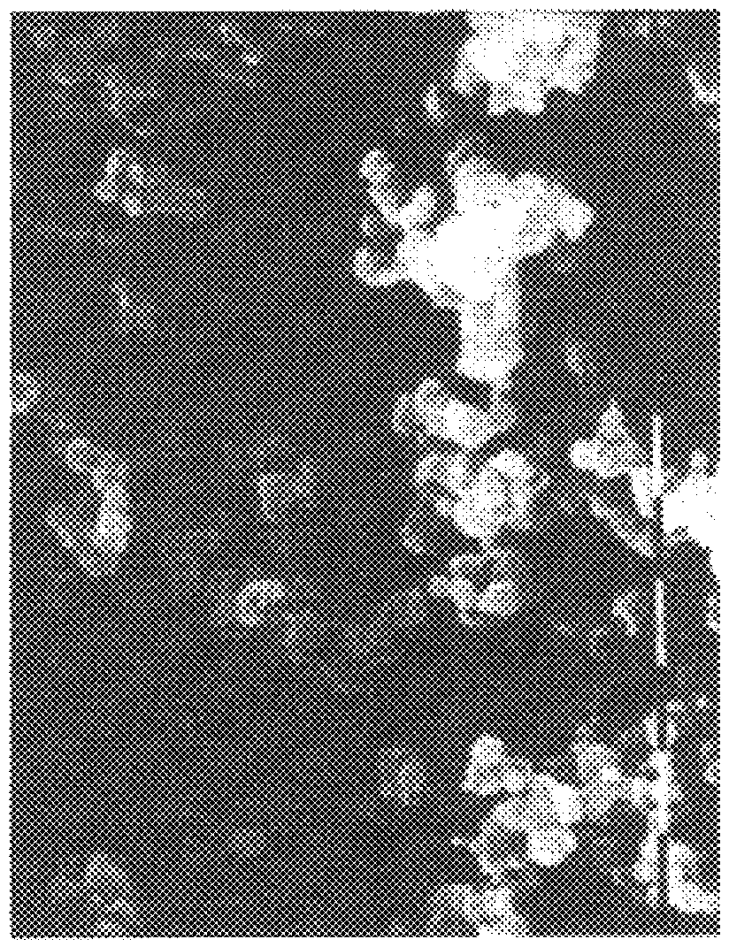 Nanosheres comprising a biocompatible polysaccharide