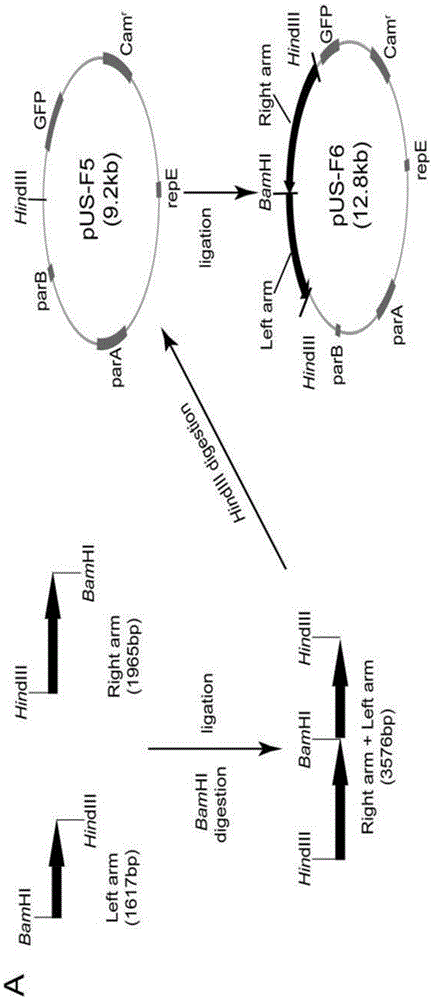 Construction method and application of HSV1-H129-BAC and mutant thereof