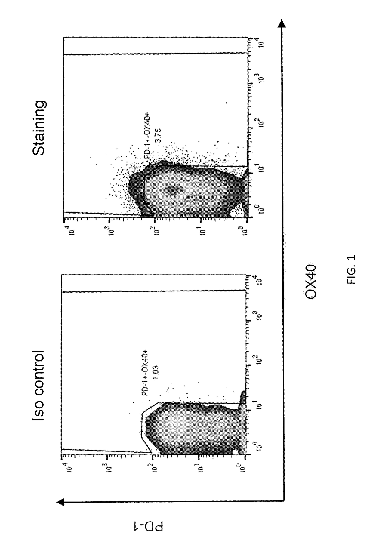 HLA class ii-restricted t cell receptors against mutated ras