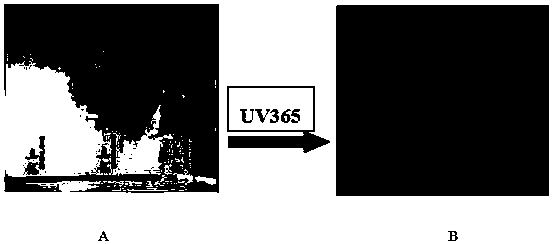 A method for preparing sulfur- and nitrogen-doped carbon quantum dots through separation on a column and applications