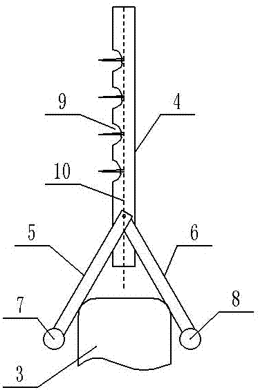 Planting method of clivia miniata