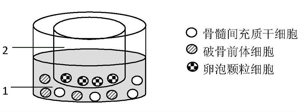 Cell co-culture model for screening antiosteoporosis drugs and application of cell co-culture model