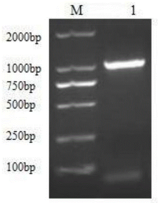 Rabbit Pasteurella multocida DNA vaccine and preparation method