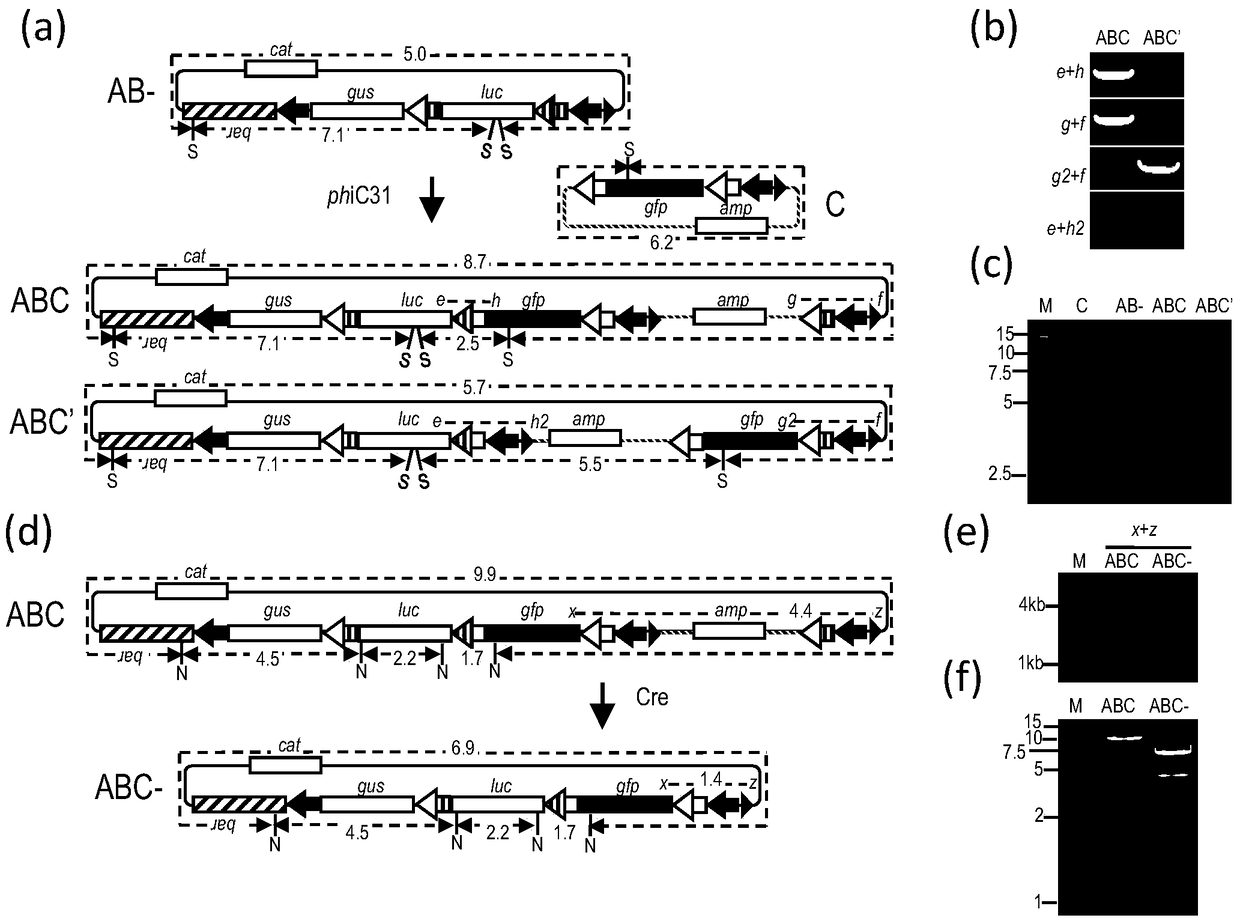 An in vitro gene stacking technique compatible with recombinase-mediated gene stacking in vivo and its application