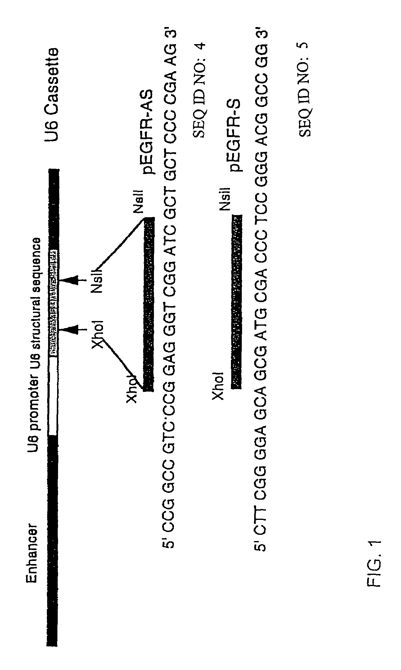 Inhibition of human squamous cell carcinoma growth in vivo by epidermal growth factor receptor antisense RNA transcribed from a Pol III promoter