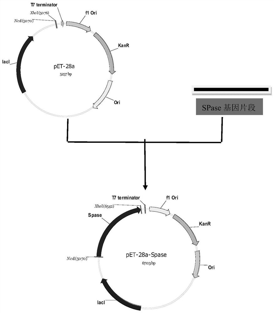 A genetically engineered bacteria producing sucrose phosphorylase