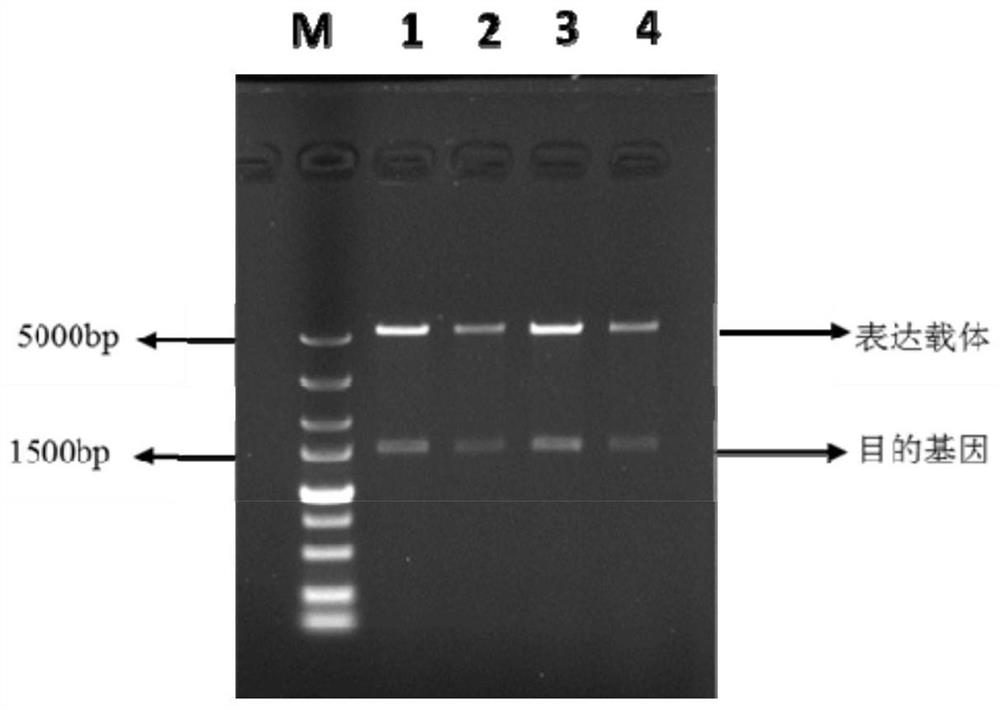 A genetically engineered bacteria producing sucrose phosphorylase