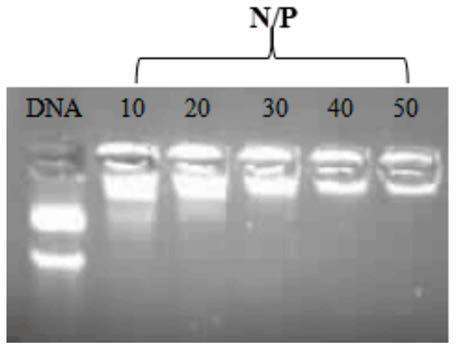 Tannic acid modified polyethyleneimine compound, preparation method thereof and gene vector