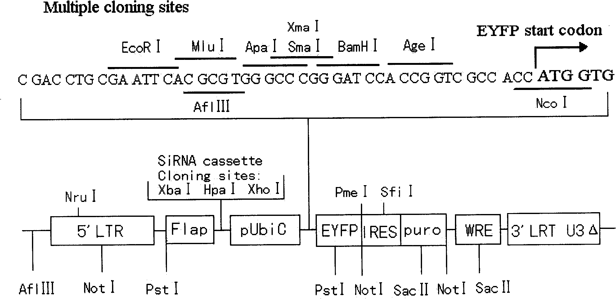 SiRNA and recombination lentivirus from preventing hepcidin from regulating protein and uses thereof