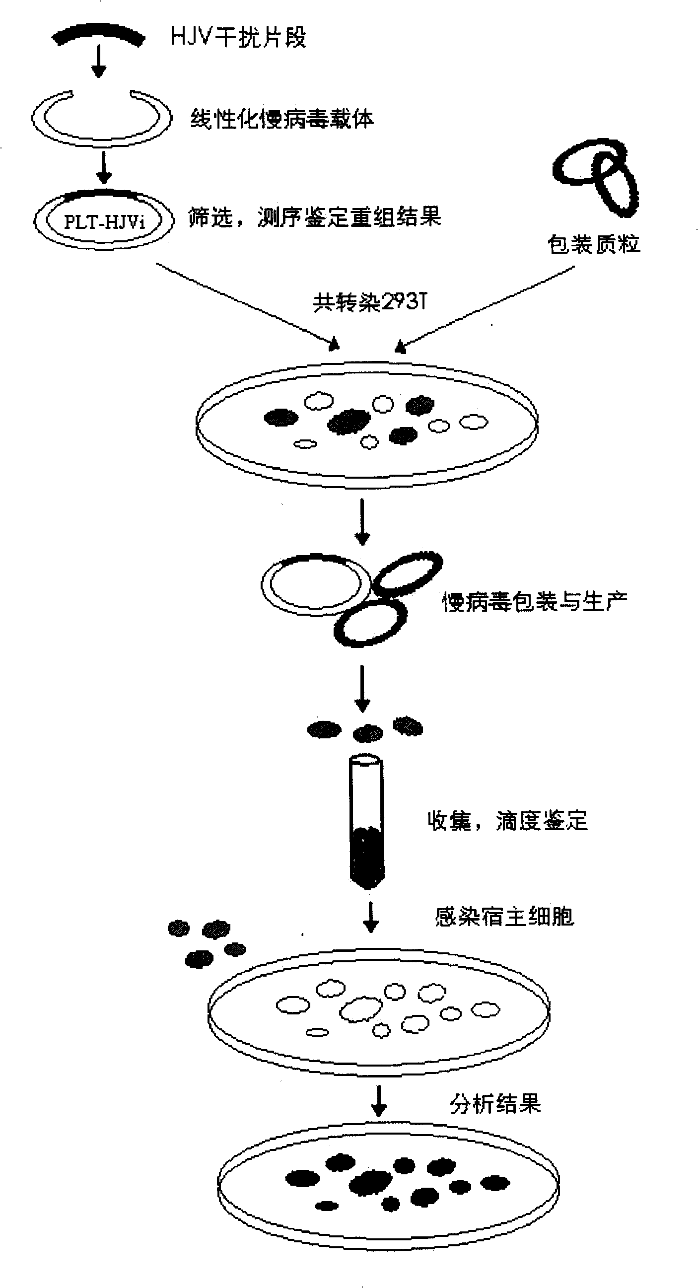 SiRNA and recombination lentivirus from preventing hepcidin from regulating protein and uses thereof