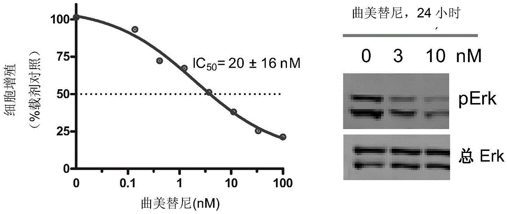 Combinations of anti-pd-l1 antibody and mek inhibitor and/or braf inhibitor