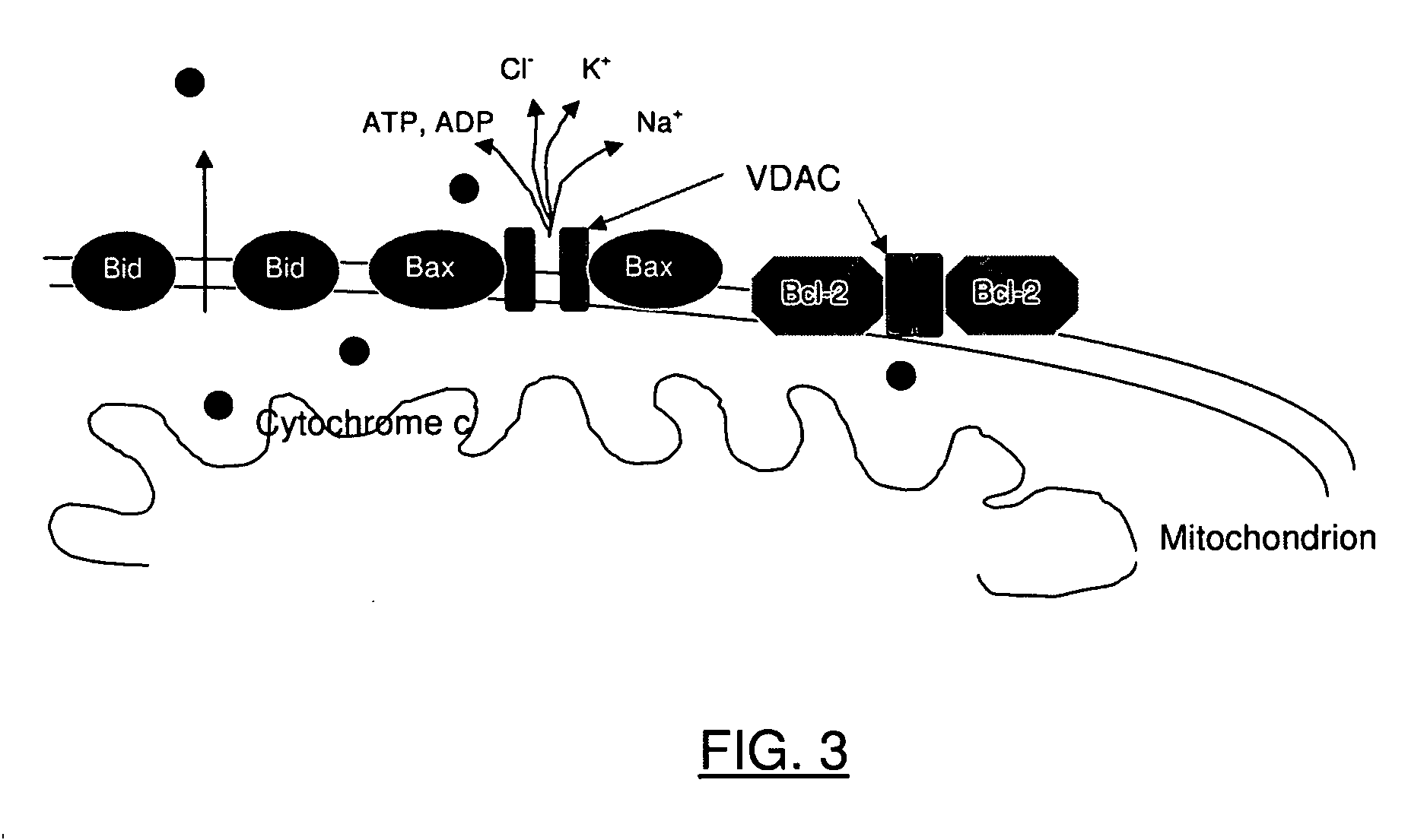 Lactic acid bacteria and their use for treating and preventing cancer