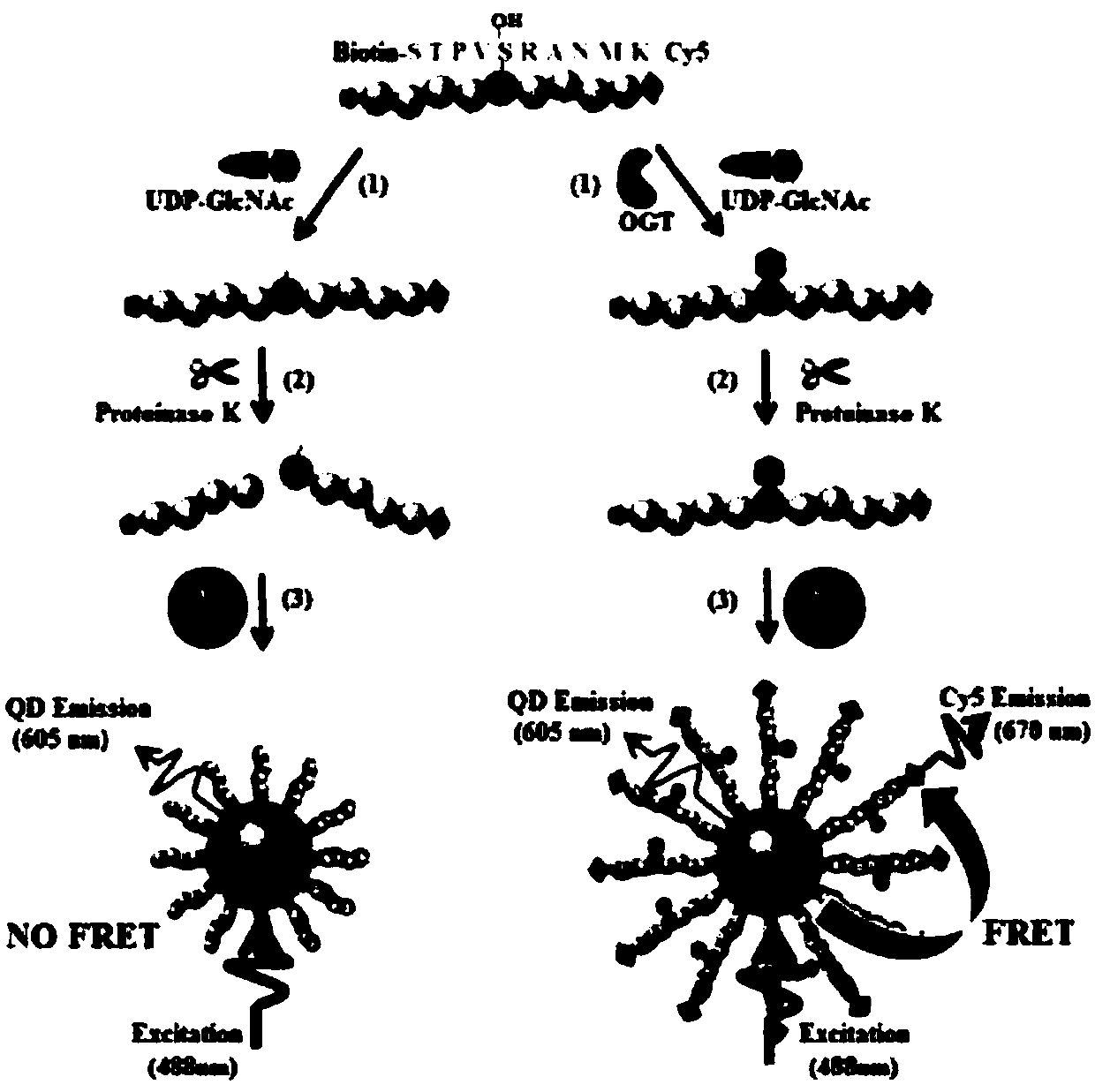 Nano-sensor for detecting O-acetylglucosamine transferase and detection method of nano-sensor