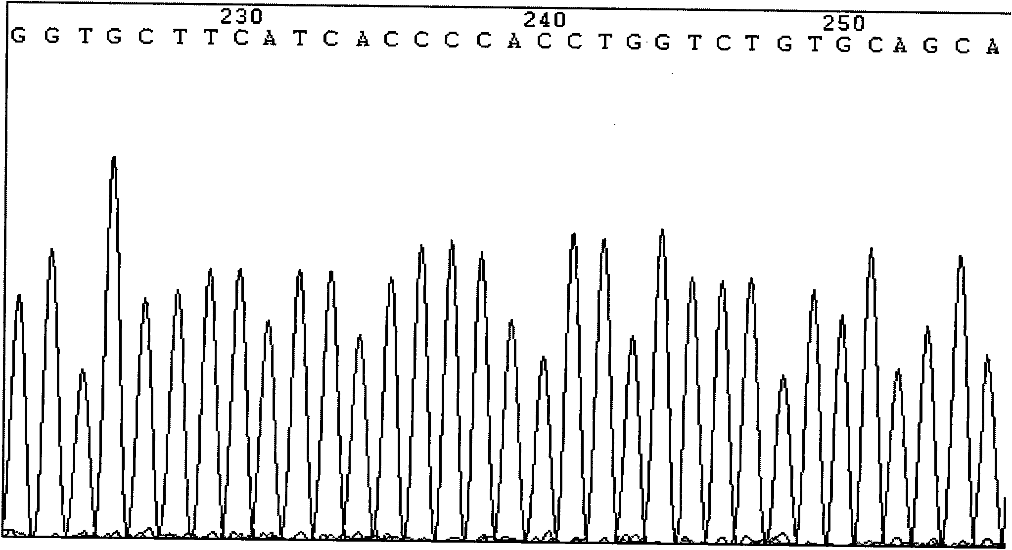 Method for detecting mononucleotide polymorphism locus rs2236058 of hypertension susceptibility genes and detection kit