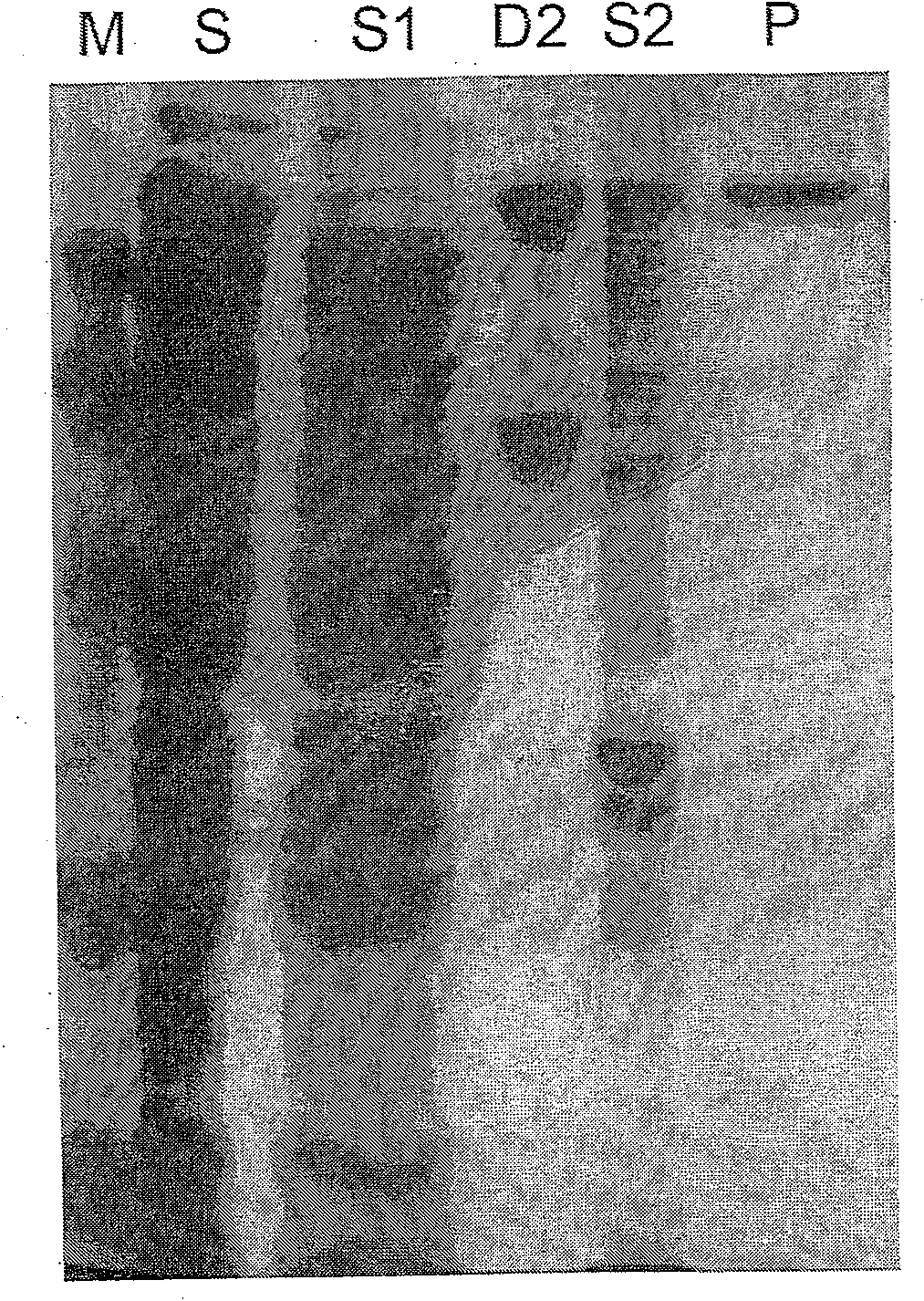 Firefly luciferase and preparation method thereof