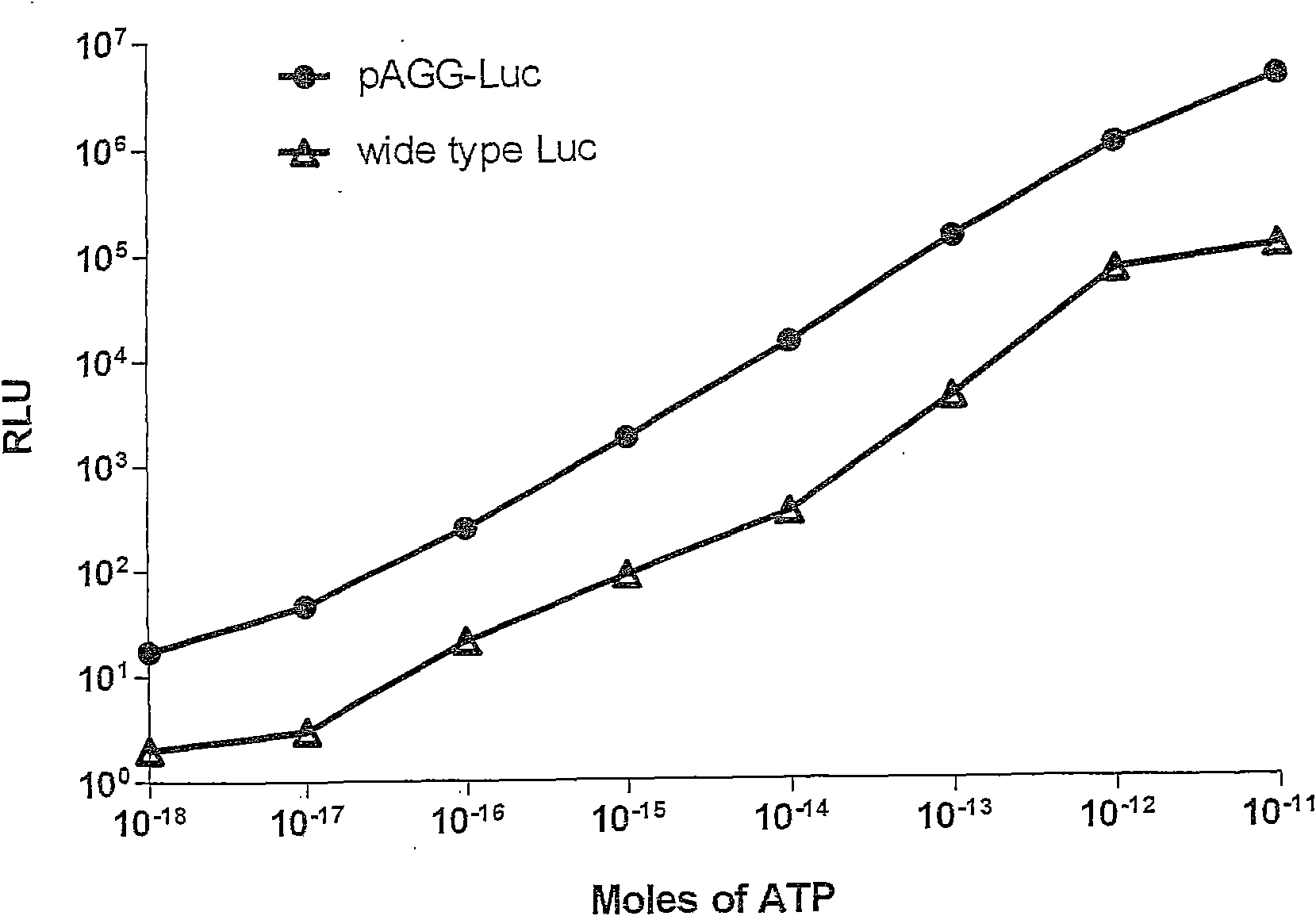 Firefly luciferase and preparation method thereof