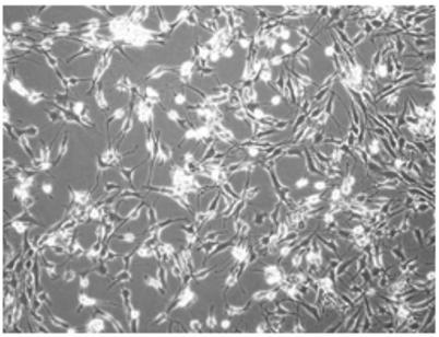 Method for in vitro proliferation of chondrocytes