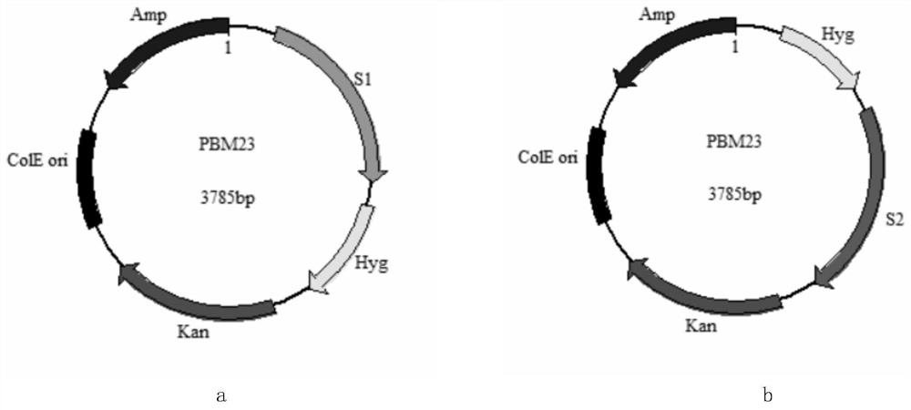 Application of mad1 protein in regulation of fungal sporulation and germination and plant linolenic acid metabolism pathway