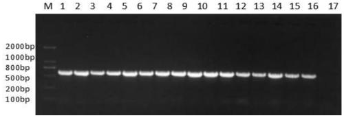 Agrobacterium-mediated Leptosphaeria biglobosa genetic transformation method