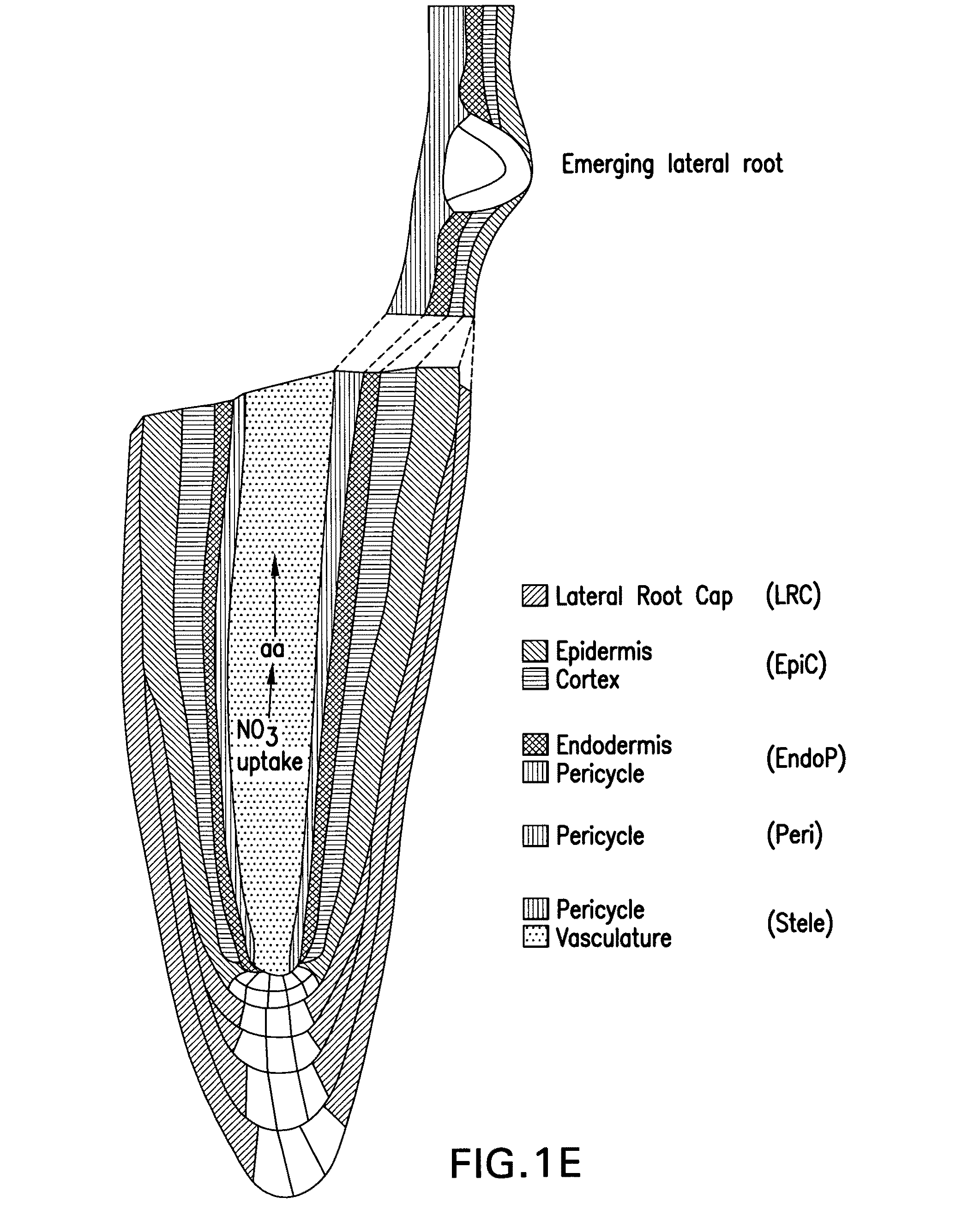 Methods of affecting plant growth with microRNA