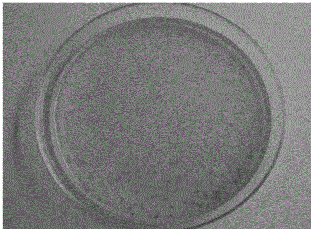 Ligand polypeptide and drug delivery system specifically binding to mdscs