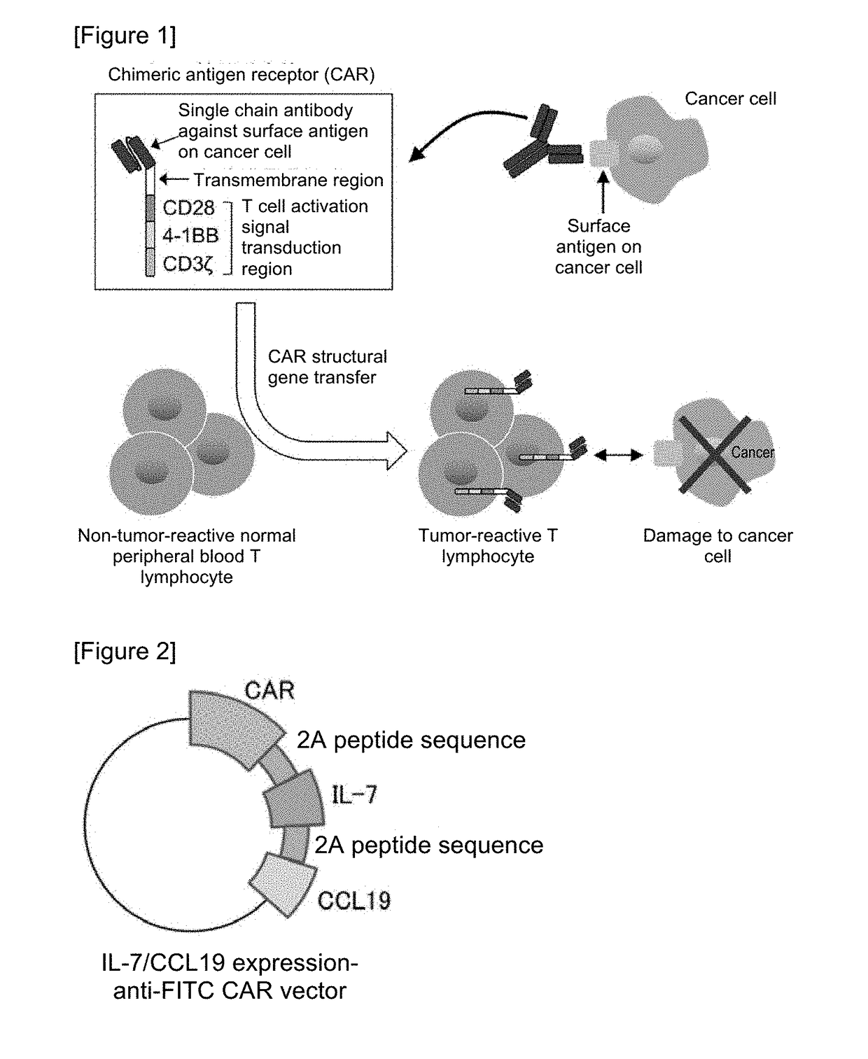 Car expression vector and car-expressing t cells