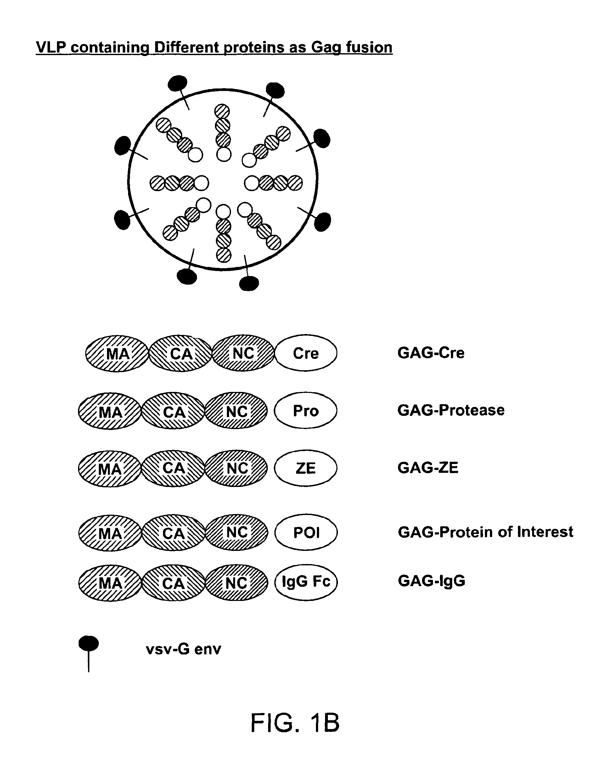 Methods and compositions for protein delivery