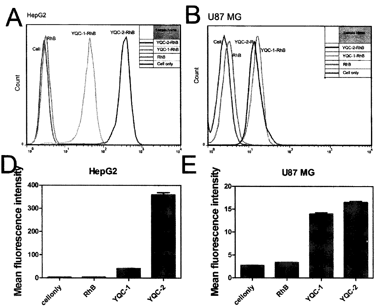 Affinity peptides associated with Coxsackievirus adenovirus receptor