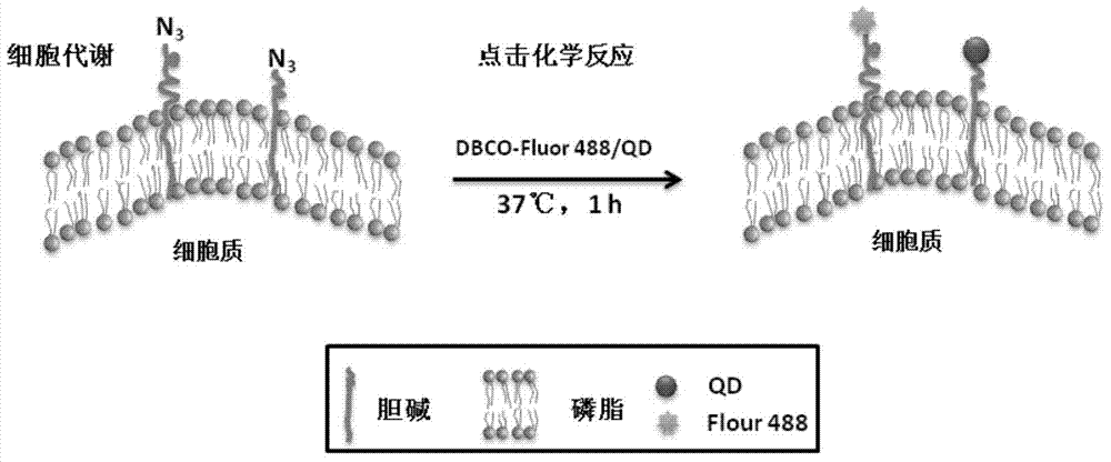 Fluorescent labeling method for living organisms having cell membrane structures