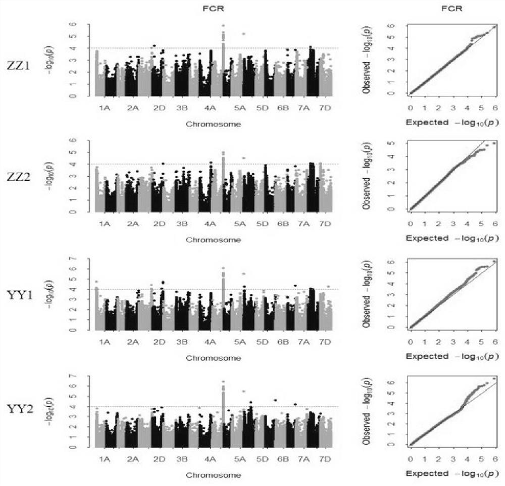 The related gene tadir-b1 of wheat stem rot and its application