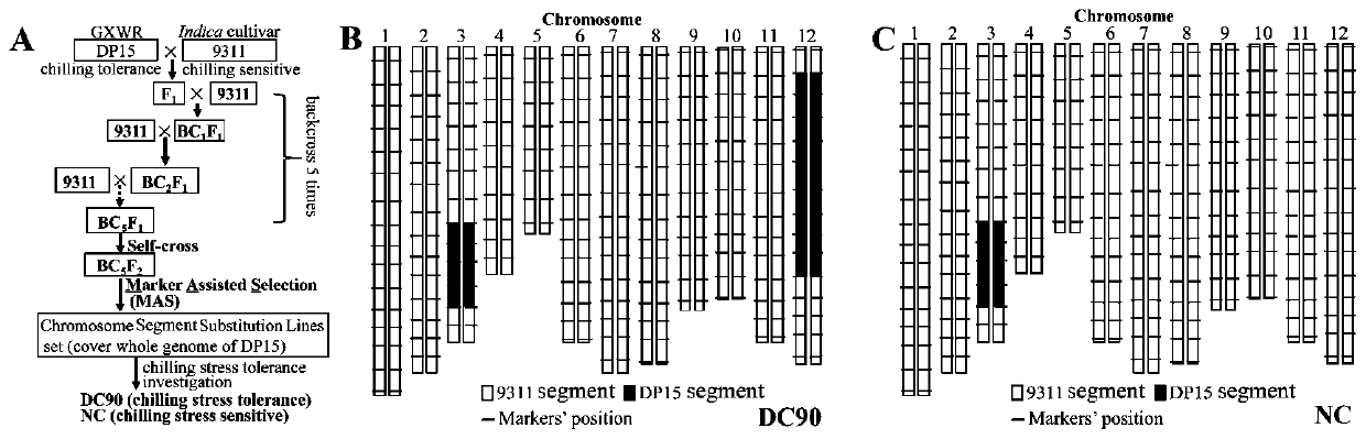 Molecular markers for rice cold-tolerant major QTL qCTS12 and identification method and application of molecular markers