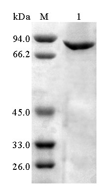 Alkali-resistant low-temperature alpha-galactosidase AgaAJB13 and genes thereof